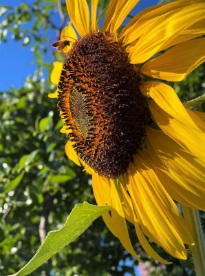 Bee on Sunflower 3.jpg