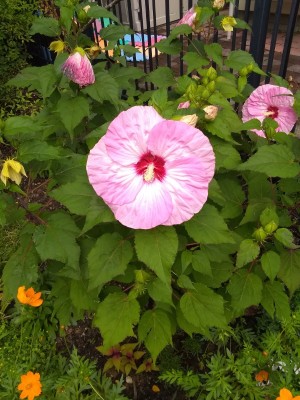 IMG_20220717_101043874.jpg
