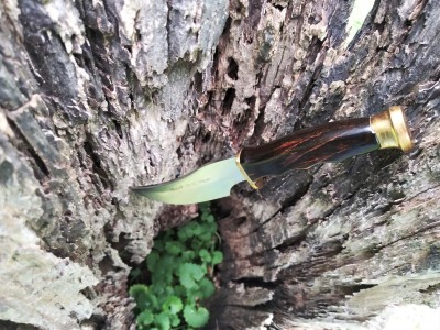 Muela in a hollow stump.jpg