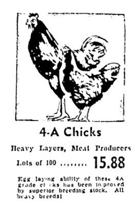 Sears Ad.