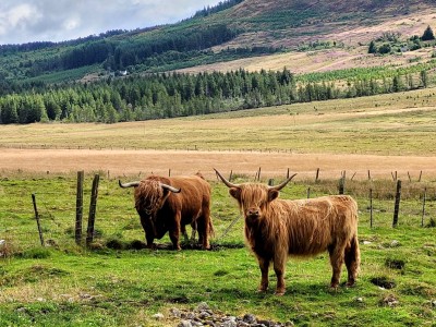 Scottish Highlands cattle