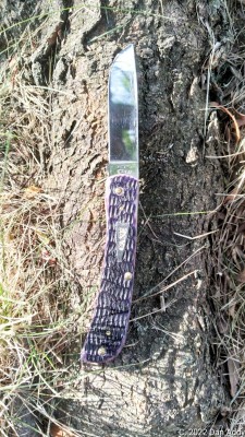 6137 On Tree Root.jpg