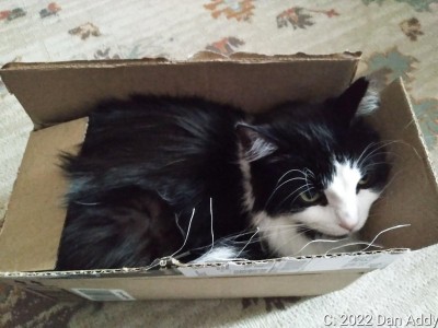 Big Cat Small Box (2).jpg