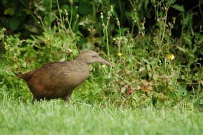 DSC_0066.JPG