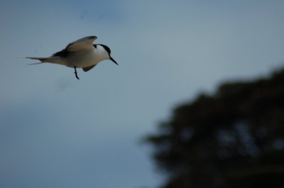 DSC_0098.JPG