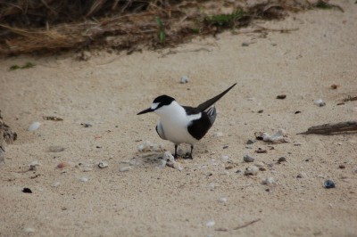 DSC_0103.JPG