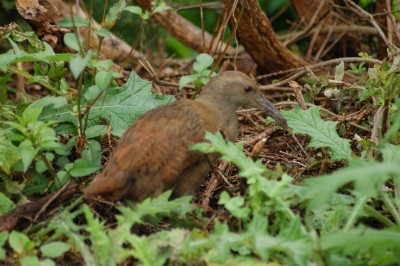 DSC_0076.JPG