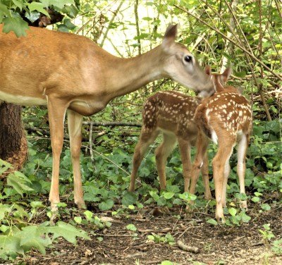 IMG_6742 (2).JPG