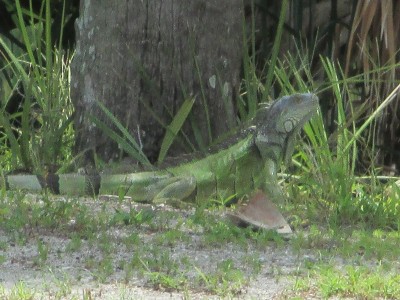 IMG_9487.JPG