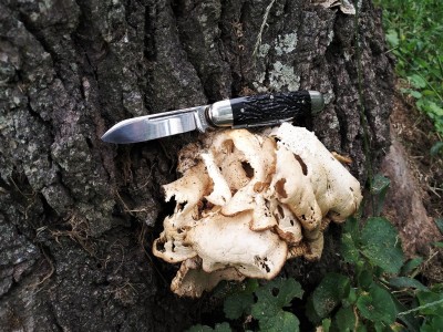 Aerial Cigar Jack on the trail (3).jpg