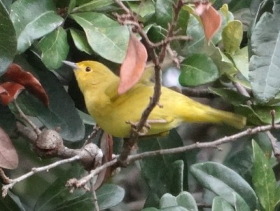 Yellow Warbler