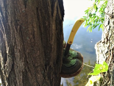 Ol' Yeller Soddie Jr by the creek.jpg