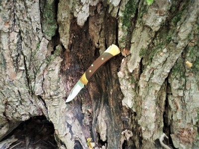Buck 055 treed.jpg