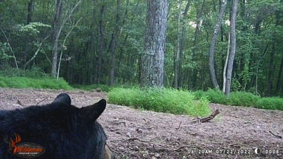 black bear.JPG