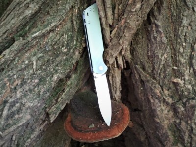 QSP Parrot & fungus.jpg