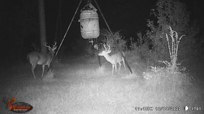 1st time these two showed up at the feeder.