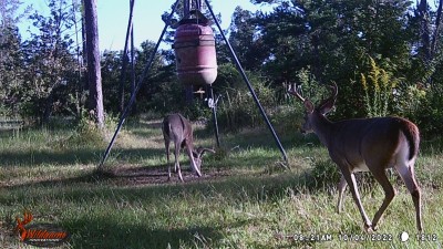 Still buddies for now, wait till the rut starts.