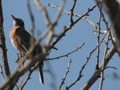 A Robin