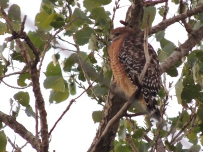 A Red Shouldered Hawk all fluffed up because of the cool weather