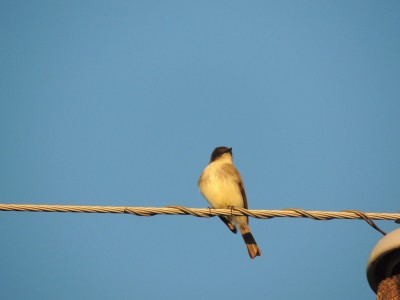 A Western Phoebe