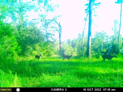 3 does coming out of some thick woods.