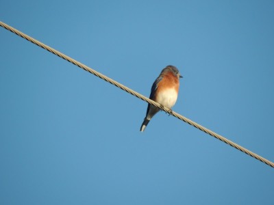 Eastern Bluebird