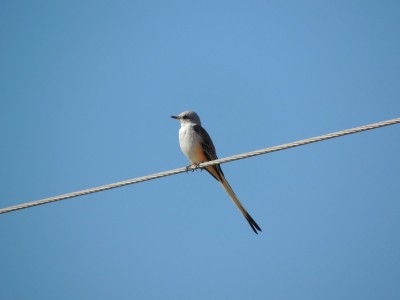 Scissor-tail Flycatcher