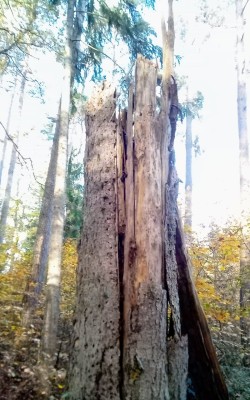 IMG_20221030_143056_086~2.jpg