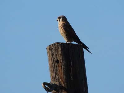 American Kestrel