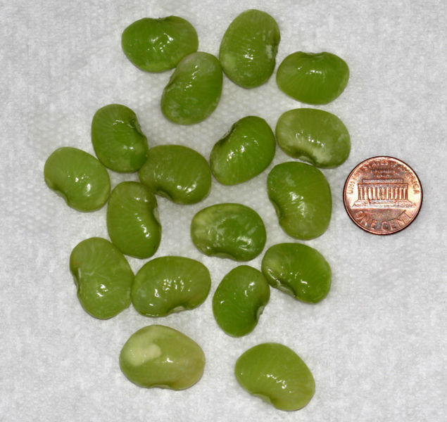 Lima_beans.jpg