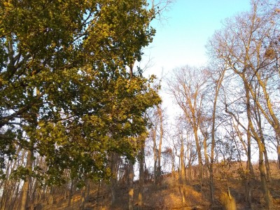 IMG_20221125_161856386.jpg
