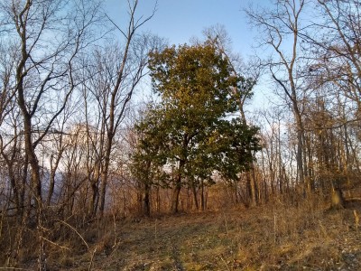IMG_20221125_161828708_HDR.jpg