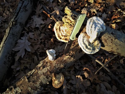 Late afternoon QSP on the trail.jpg