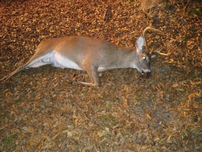 A big, bodied deer.