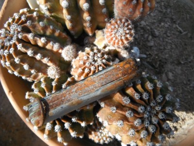 DSCF0181.JPG