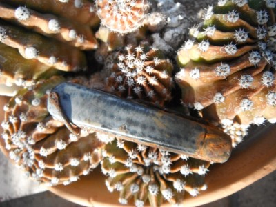 DSCF0182.JPG