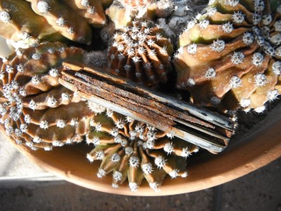 DSCF0183.JPG