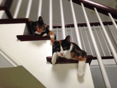 catseyes.JPG