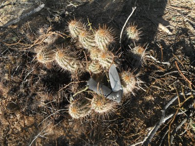 DSCF0415.JPG