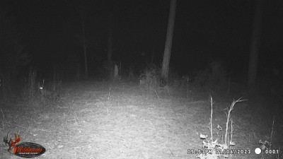 This appears to be a Bobcat going into the woods, note the time.
