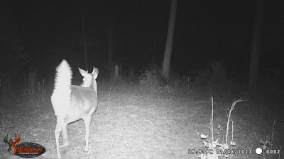 Here is a little short horned spike with his tail all flared out at the same time the cat apparently crossed in front of him.