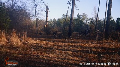 Here is the bigger 8-point on workday morning, heading south.  Got pictures of him on the 8th, then on the 12th and I actually got to watch him this afternoon for about 10 seconds.  He was moving north at 4:45 and turned into the woods before I could get a bead on him.  About 20 minutes later I had 8 does in front of me eating the green oats but he never came out.