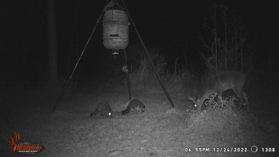 The 'coons seem to rule the corn pile if any is on the ground!