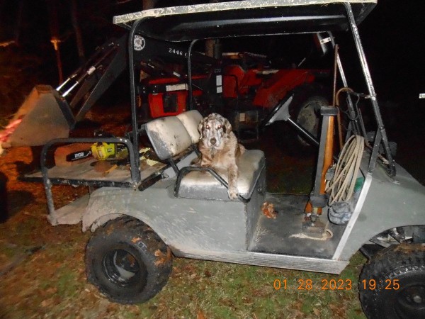 Flossie enjoys locating a downed deer, been doing it since 2011.  She's getting old like me.