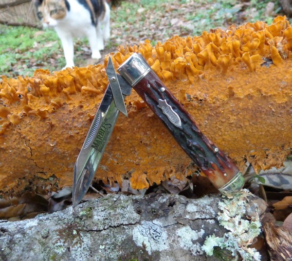 Fungus and lichen