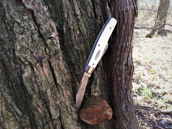 Colonial Ranger treed.jpg
