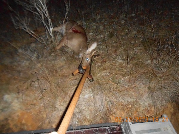Used my cane to drag him into the truck bed after I  backed into the bank of the old claypit.  Dodn't have to pick 'em, just drag him to the top and slide into the bed.