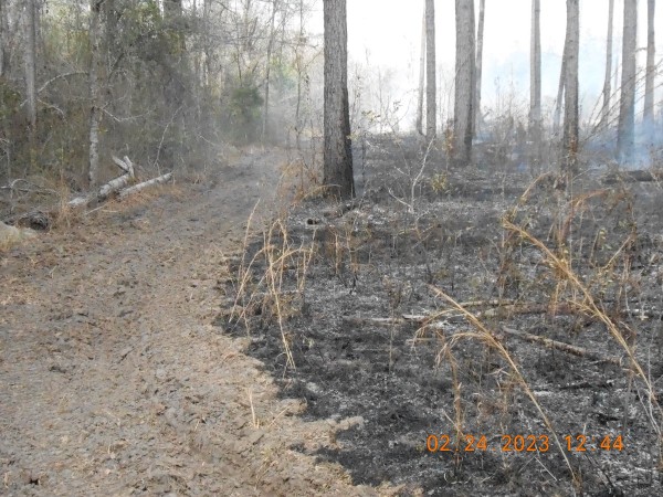 Good clean controlled burn, no pines were damaged, only under story and downed pines from the hurricane 4 years ago.  We'll be cleaning up for a long time.