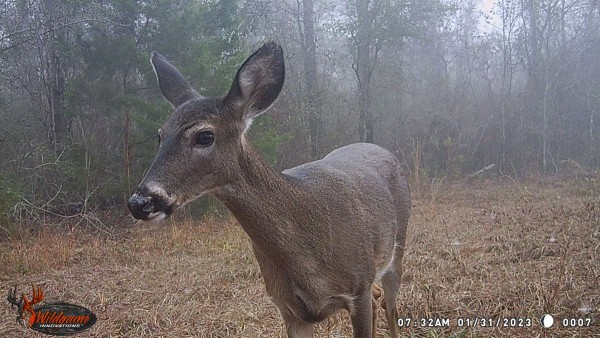 Doe standing in the winter killed Bahia grass. Fire line had not been freshened up at this time.