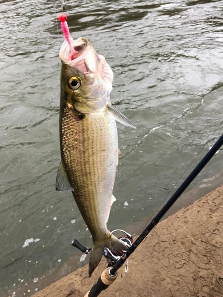 Roanoke River 3-13-23 (6) my first fish of the day - Weldon NC.jpg